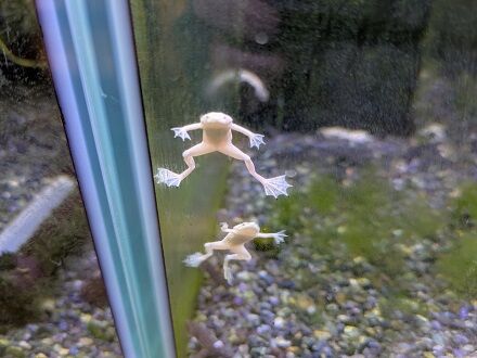 今週のアクアコーナー🐸