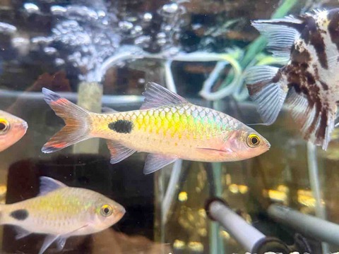 プンティウスフィラメントーサス🐟