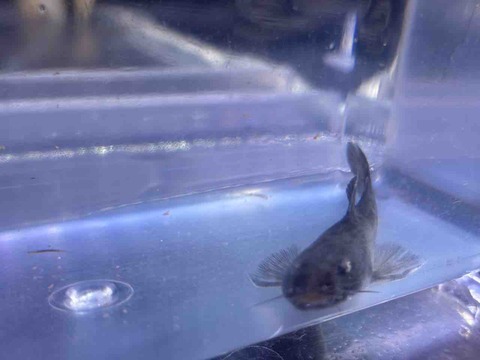 リタリタキャットフィッシュ