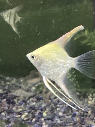 今週のアクアコーナー！！