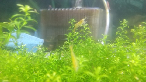 箱庭のシュリンプたち