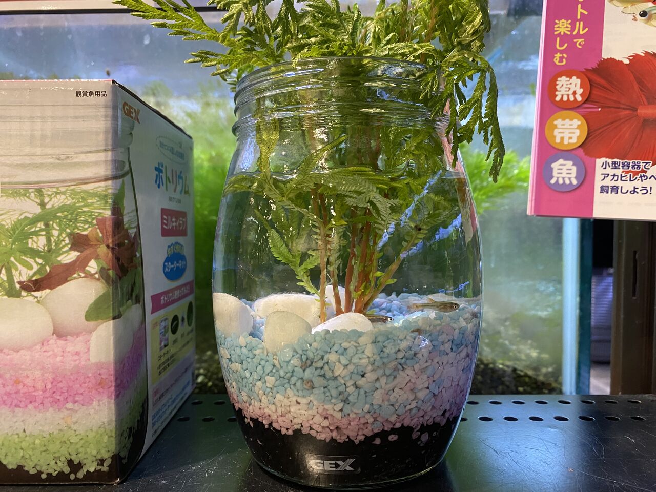 ボトリウムやってみませんか ワンラブ観賞魚部門の入荷情報ブログ ボトリウムやってみませんか ワンラブ観賞魚部門の入荷情報ブログ