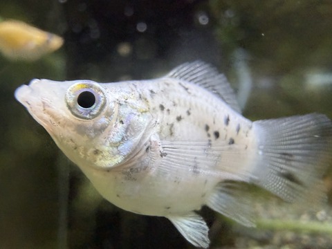 バルーンモーリー