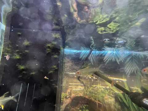 透明なお魚さん🐟