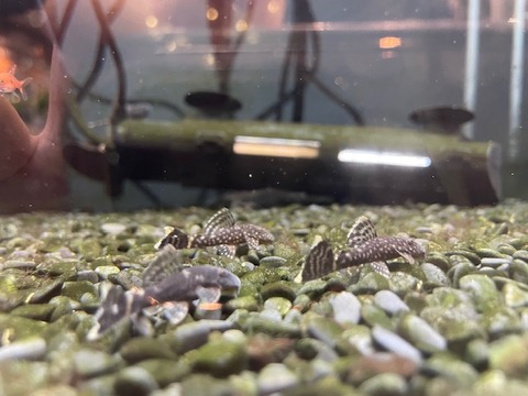 ミニブッシープレコ