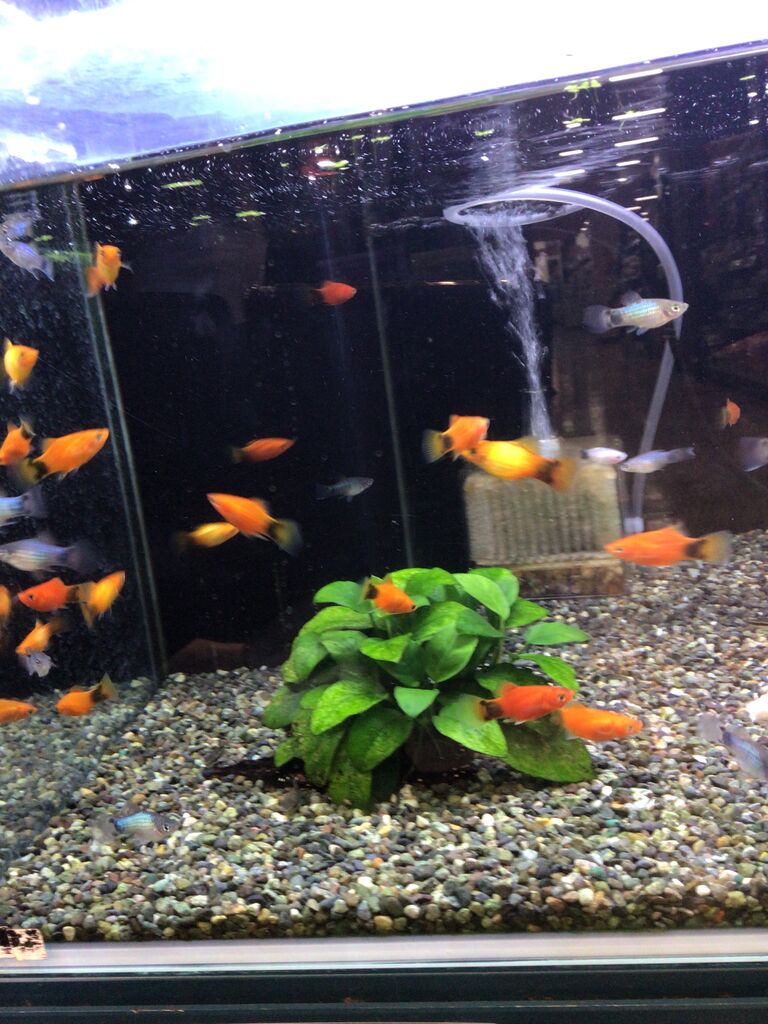 ミックスミッキーマウスプラティ ワンラブ観賞魚部門の入荷情報ブログ