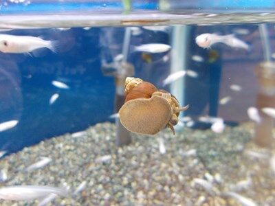 白メダカとタニシ ワンラブ観賞魚部門の入荷情報ブログ