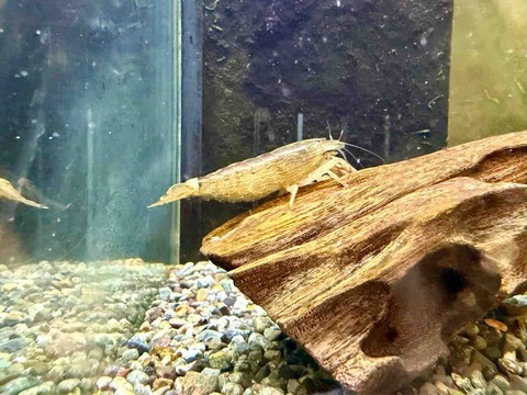 ロックシュリンプ🦐