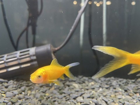 レモンコメット　長尾🐠
