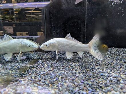 今週のアクアコーナー！！