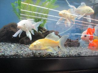 ヒレナガゴイ ワンラブ観賞魚部門の入荷情報ブログ