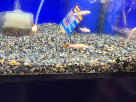 レインボーシャークのアルビノ