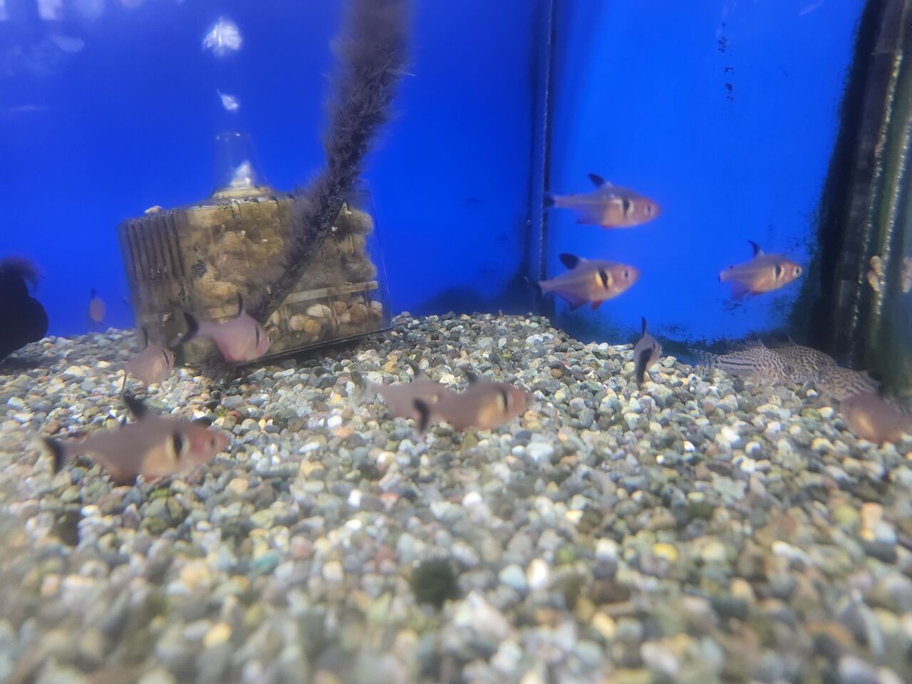 ブラックファントム テトラ ワンラブ観賞魚部門の入荷情報ブログ