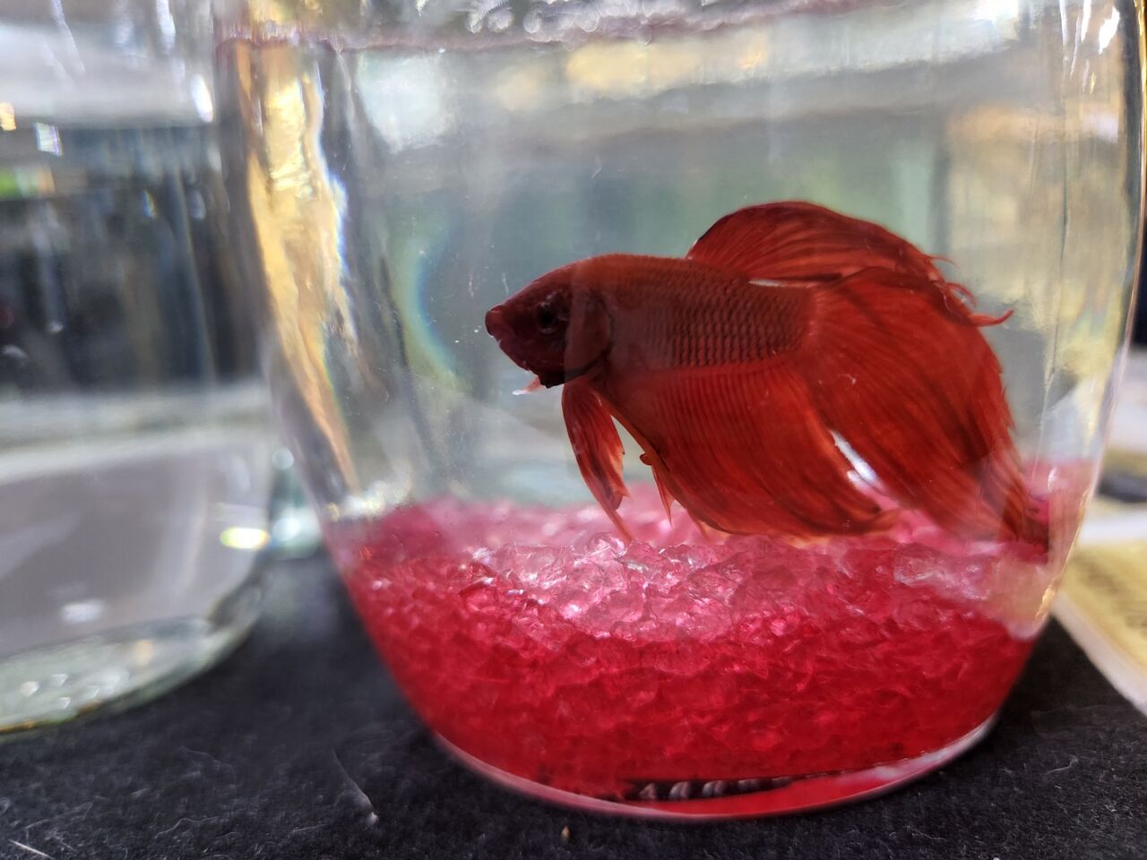 ベタ ワンラブ観賞魚部門の入荷情報ブログ