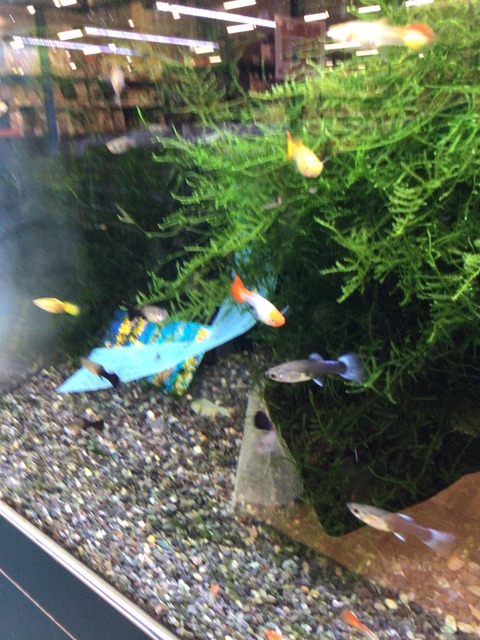 ミックスグッピー