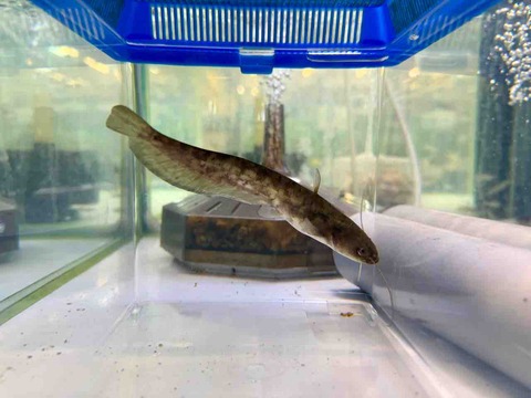 日本なまずϵ( 'Θ' )϶