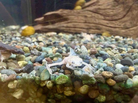 ヒメツメガエル🐸