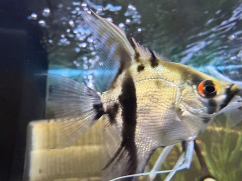 ミックスエンゼル