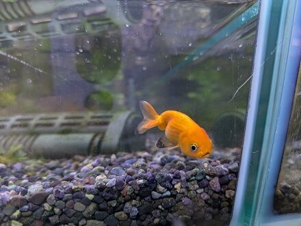 今週のアクアコーナー！！