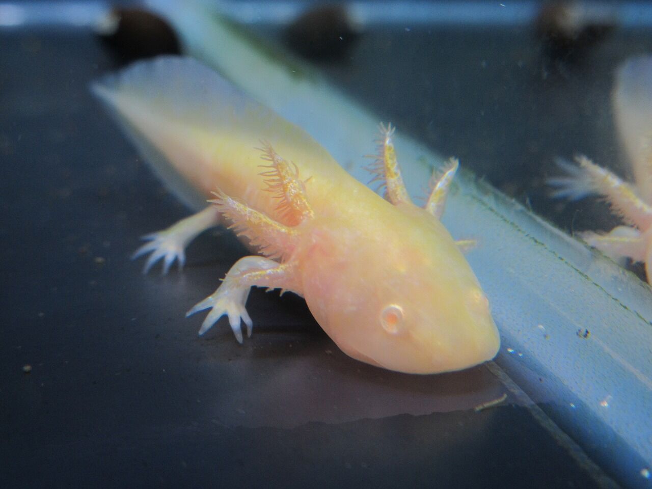 ゴールデン ワンラブ観賞魚部門の入荷情報ブログ