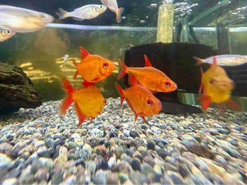 レッドチェリーテトラ🐟