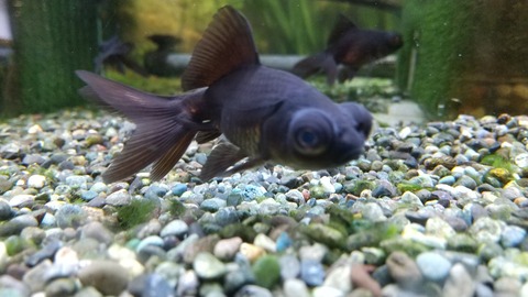 きりりと和風な黒出目金