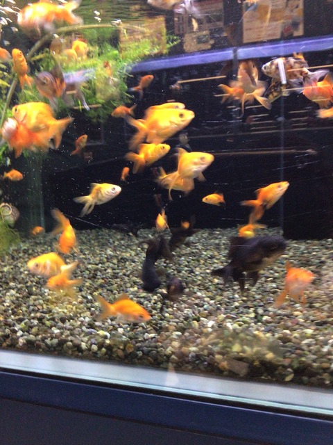 MIX金魚