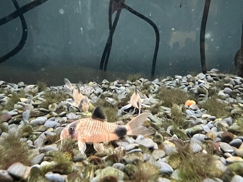 コリドラス🐟