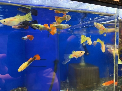 ミックスグッピーの中に ワンラブ観賞魚部門の入荷情報ブログ