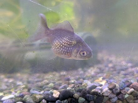 今週のアクアコーナー！！