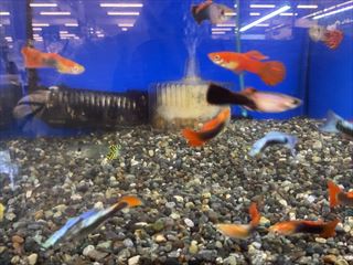 ミックスグッピー