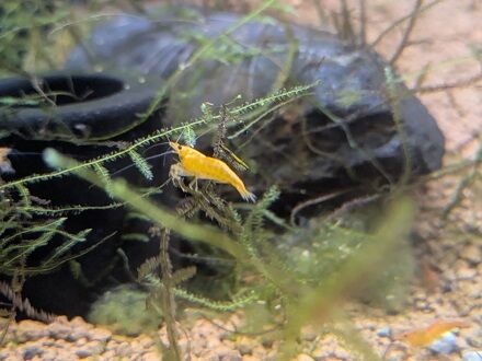 今週のアクアコーナー！！