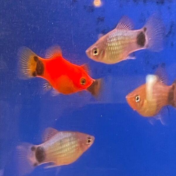 ミッキーマウスプラティ ワンラブ観賞魚部門の入荷情報ブログ