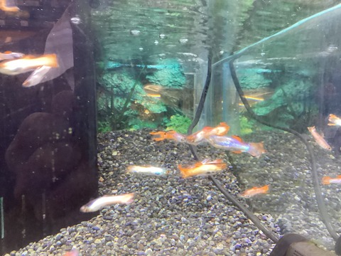 エンドラーズ　ピンクホワイト