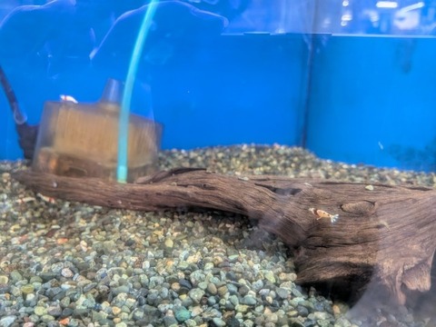 レッドビーシュリンプ🦐