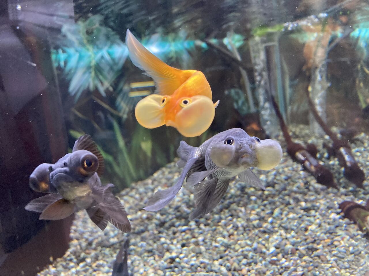真ん丸のほっぺをもつ金魚 ワンラブ観賞魚部門の入荷情報ブログ