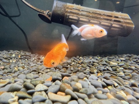 ミックスランチュウ🐠