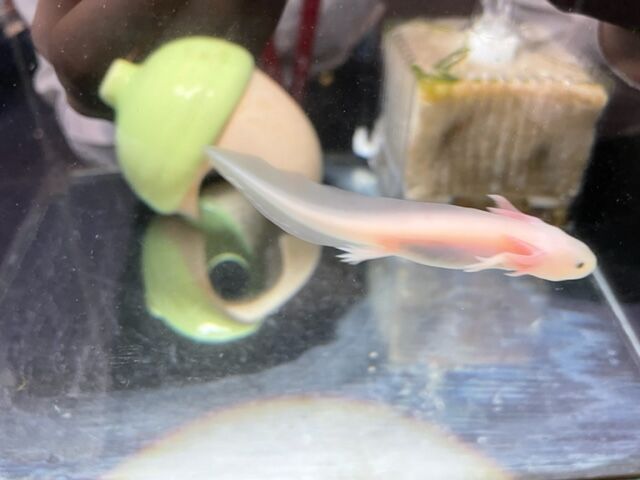 ウーパールーパーさん ワンラブ観賞魚部門の入荷情報ブログ