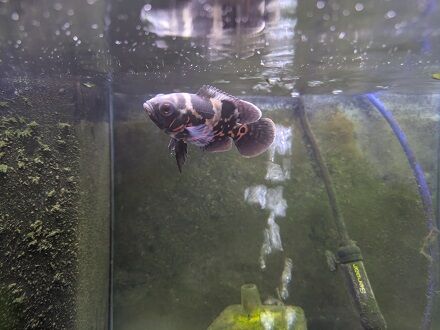 今週のアクアコーナー！！