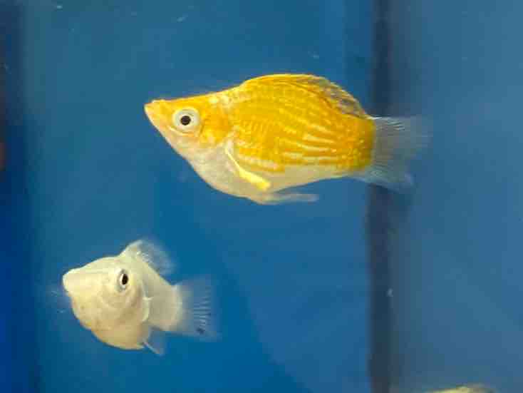バルーンモーリー ワンラブ観賞魚部門の入荷情報ブログ