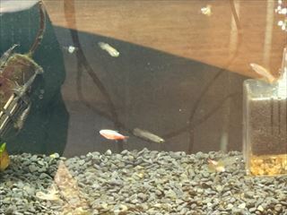 ニューレッドゴールデンネオンテトラ🐟