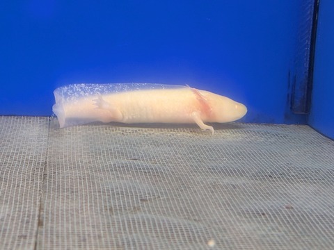 ウーパールーパー✨️ゴールデン✨️