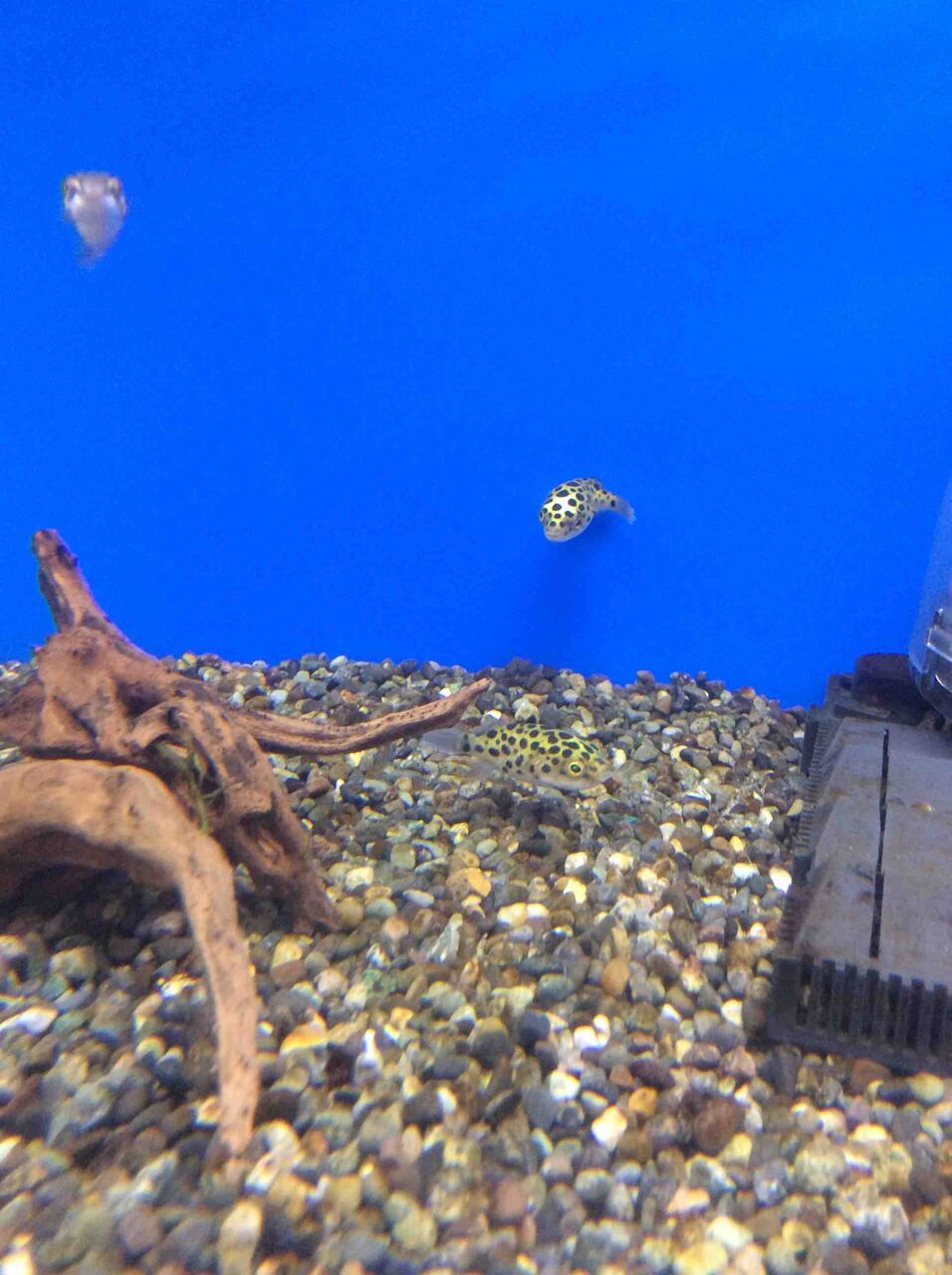 ミドリフグ ワンラブ観賞魚部門の入荷情報ブログ