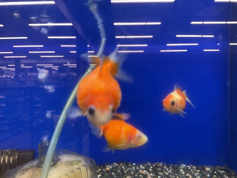 ピンポンパール