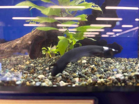 ブラックゴースト