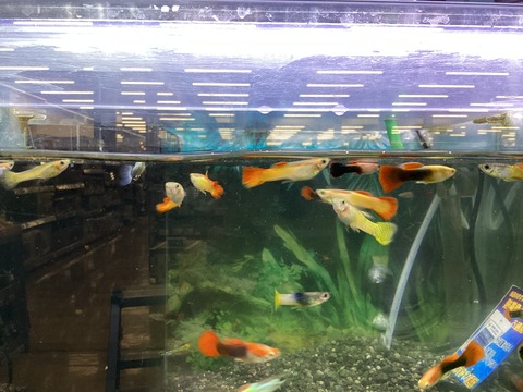 グッピーさんのご紹介