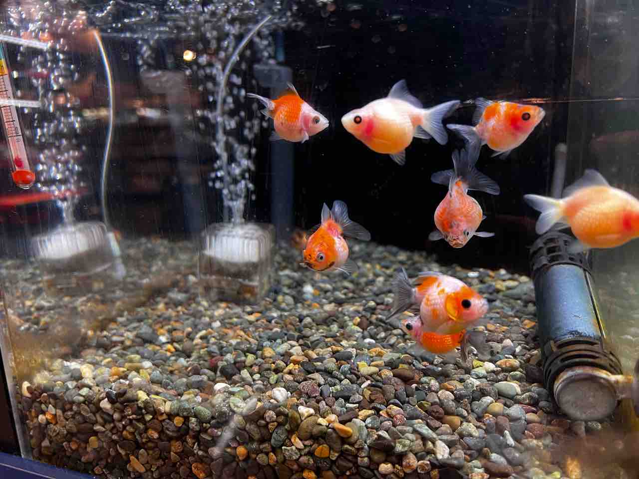 国産ピンポンパール ワンラブ観賞魚部門の入荷情報ブログ