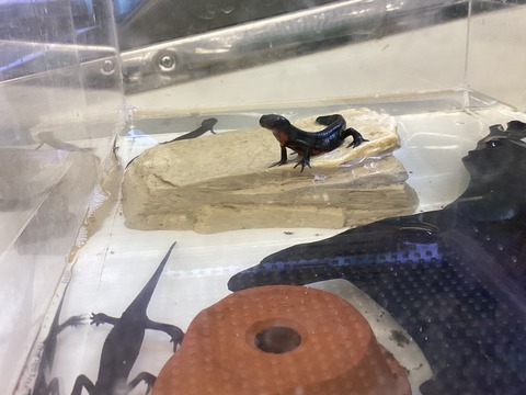 アカハライモリ