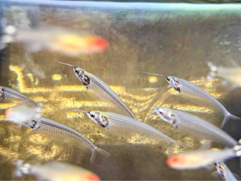トランスルーセントグラスキャット🐟