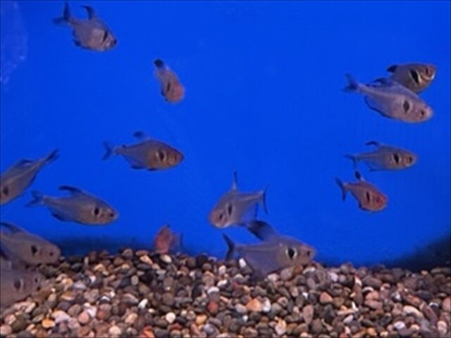 ブラックファントム ワンラブ観賞魚部門の入荷情報ブログ